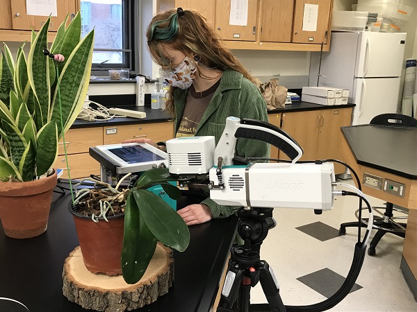 white instrument on a tripod with a plant leaf clamped and student reading the monitor