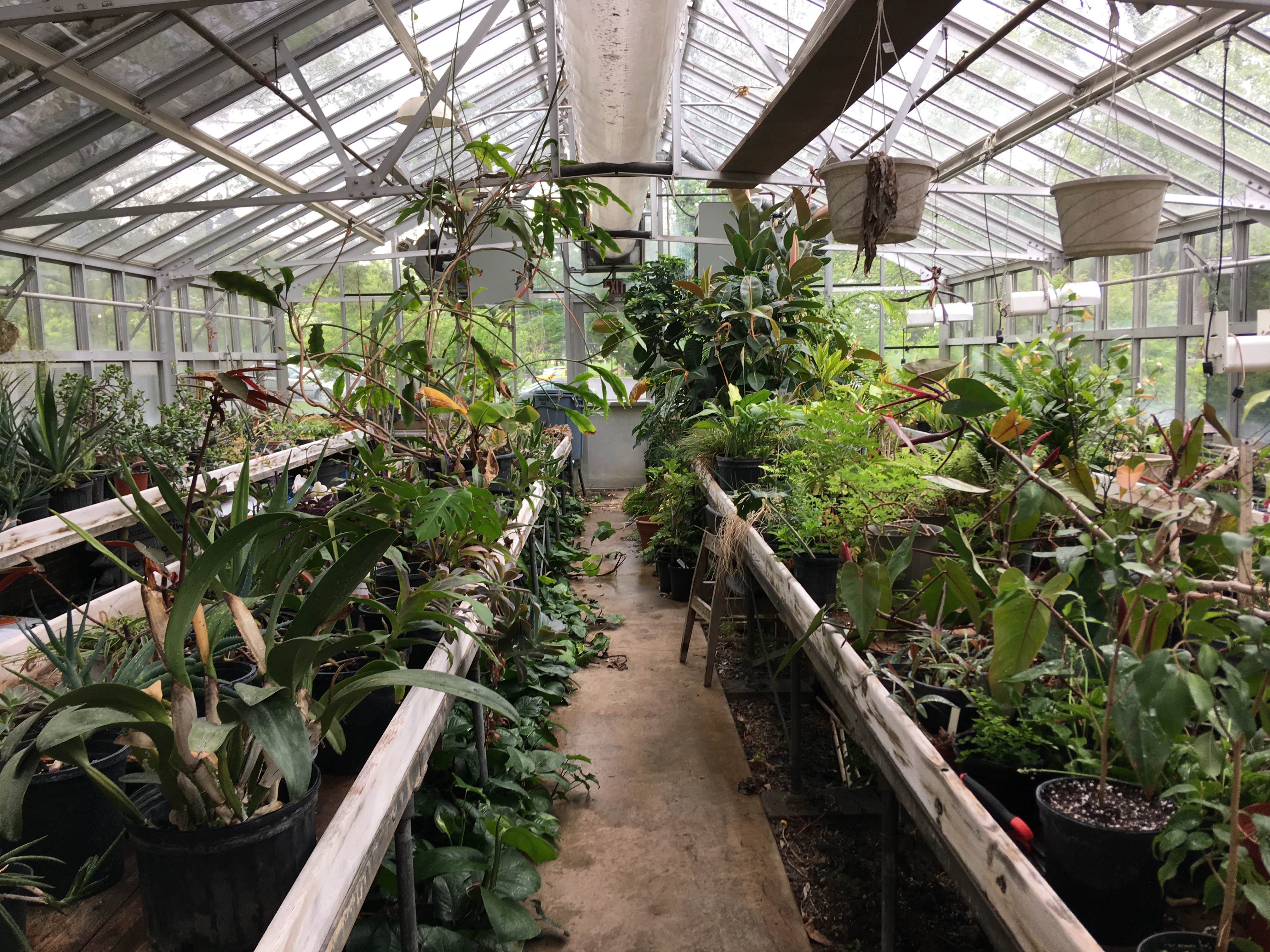 two benches of various plants with bright white sky light shining into the greenhouse