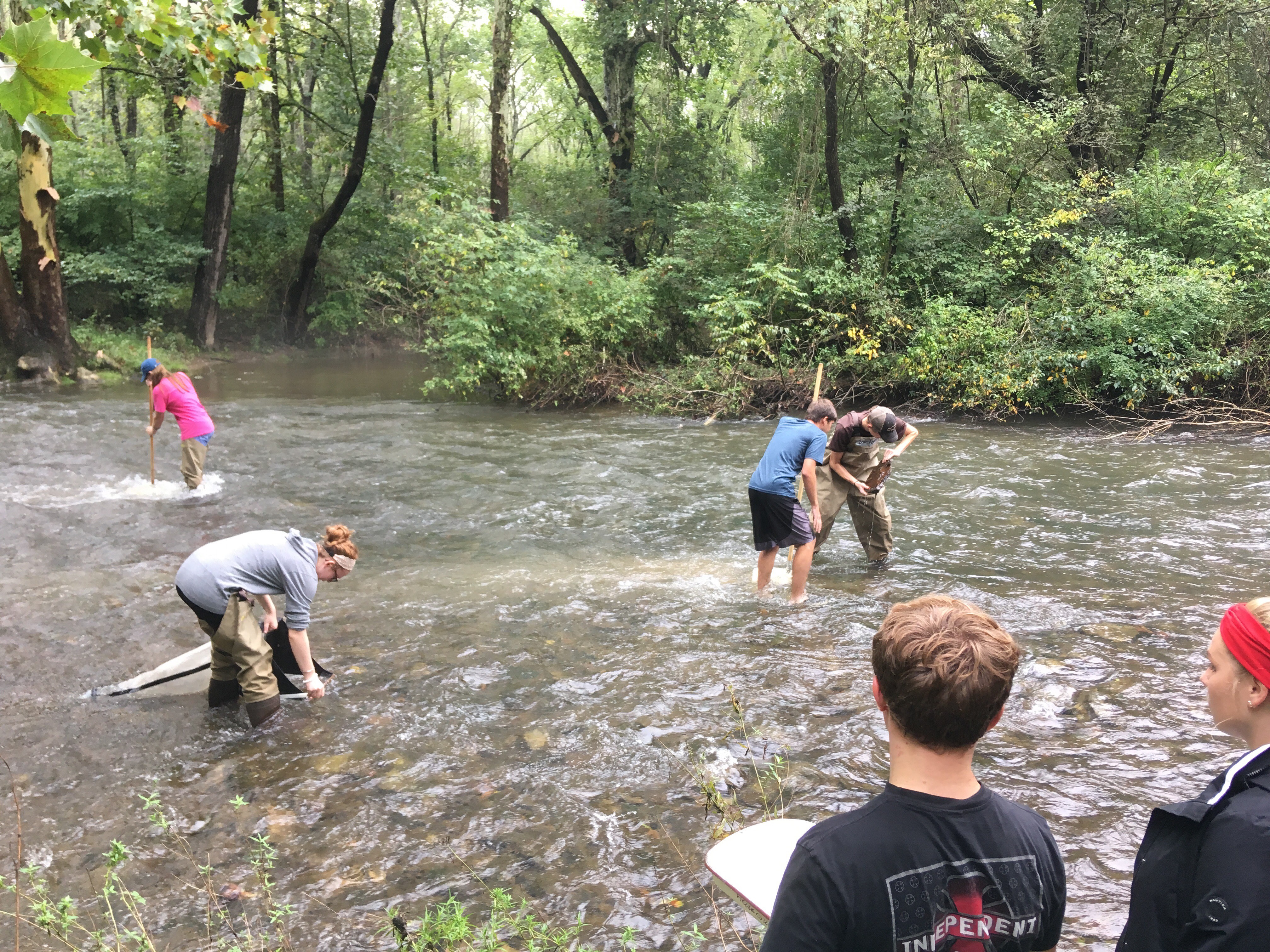 students wading knee-deep in stream with nets and more students standing on side of stream with notebooks