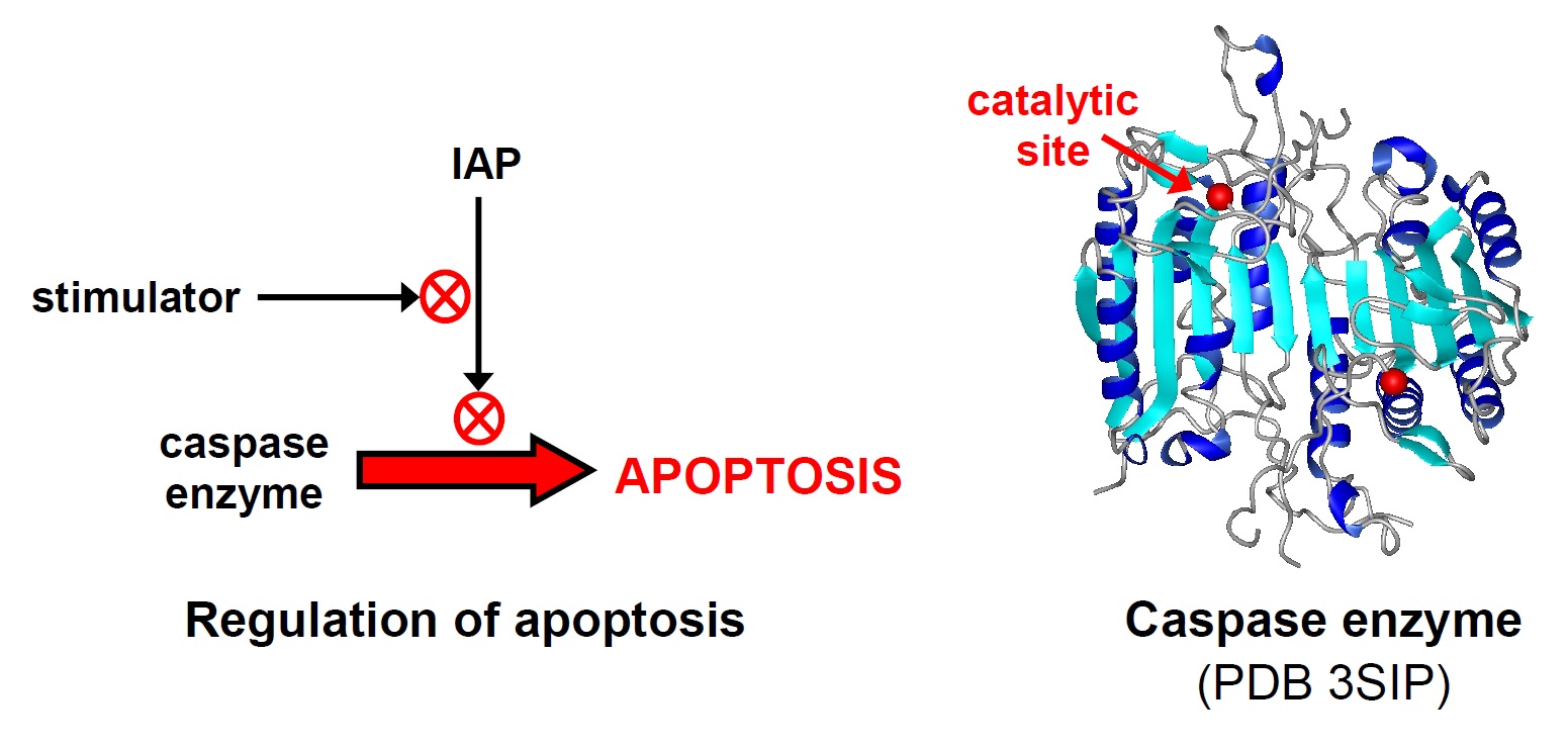 Pathway of apoptosis regulation and structure of caspase enzyme
