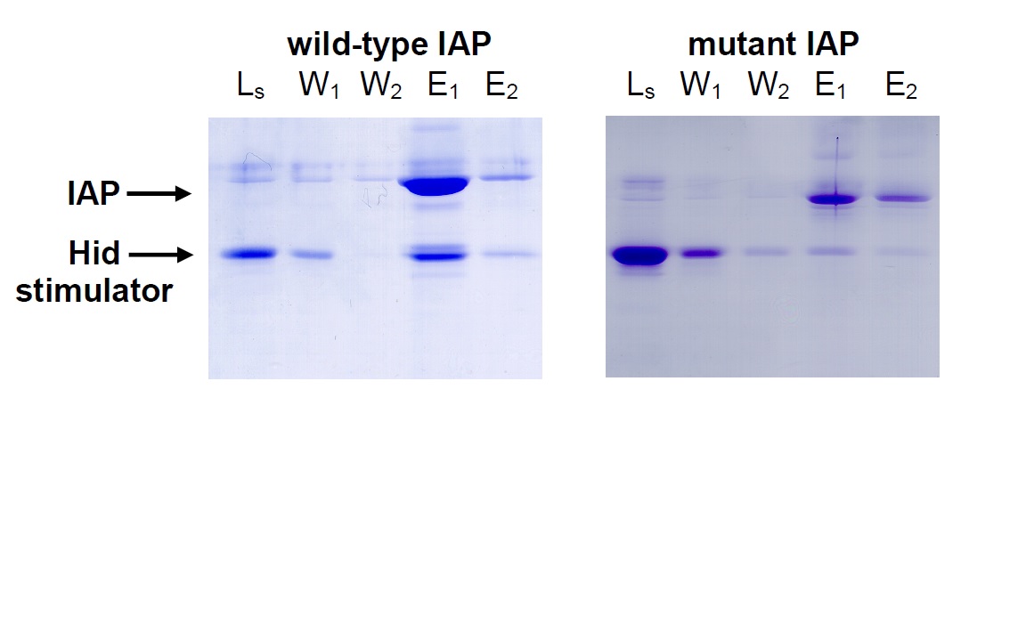 SDS-PAGE gels showing stimulator co-eluting with wild-type IAP but not with mutant IAP