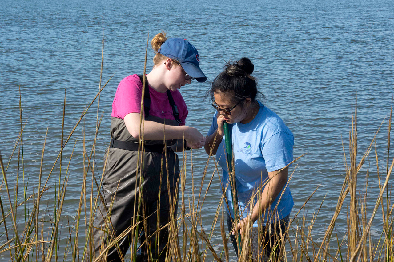 Two students in waders in the salt marsh, examining a sample
