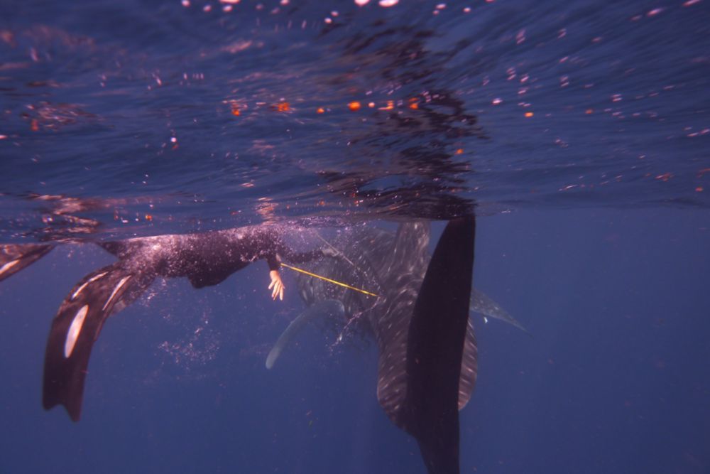 Student in a wetsuit and flippers tagging a whale shark underwater
