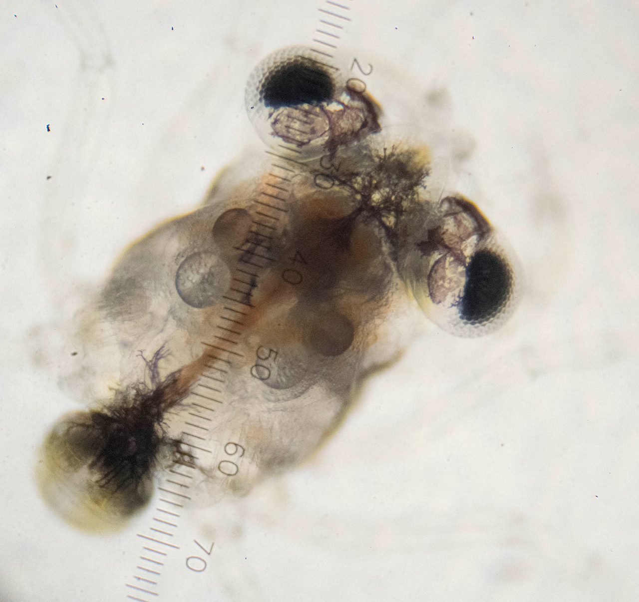 Fiddler crab larva under a microscope