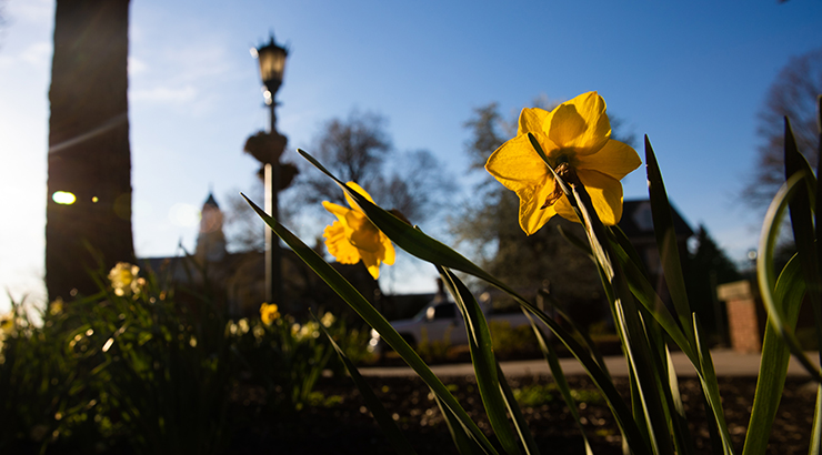 Yellow flowers on campus