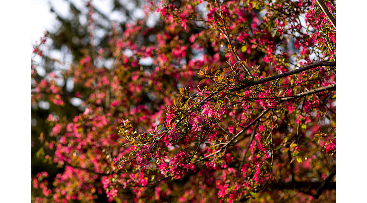 Focused photo of tree with rose pink flowers