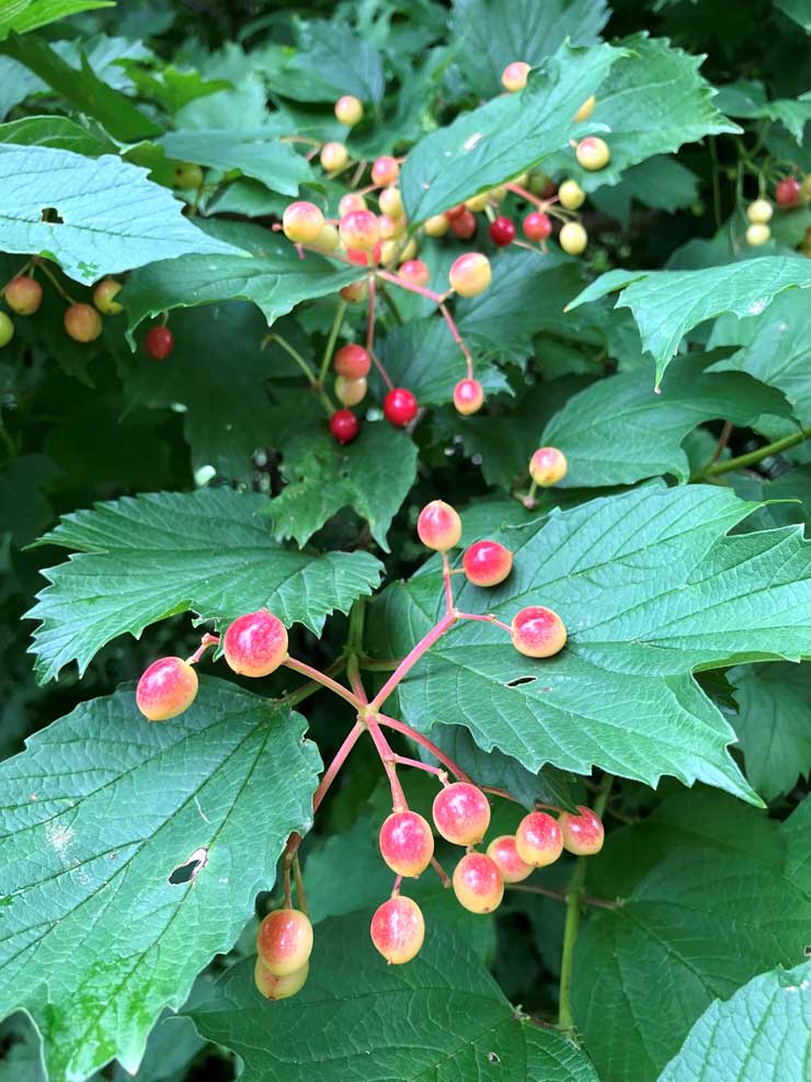 Cranberrybush Viburnum