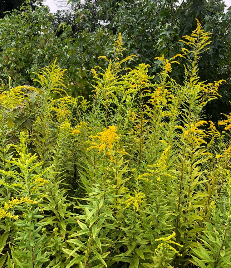 field of goldenrod