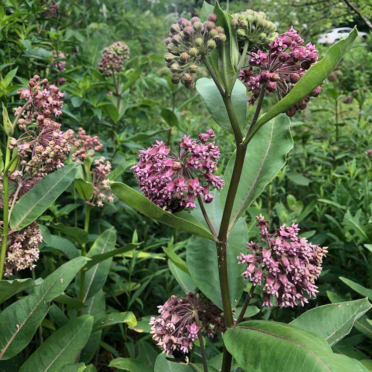 milkweed flower