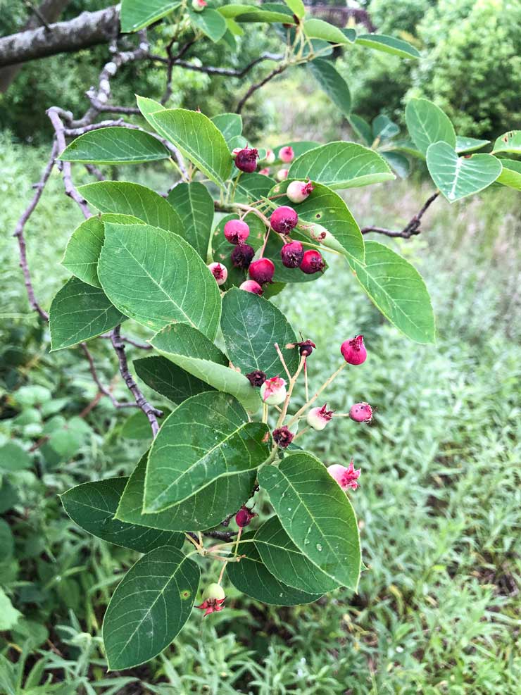 Serviceberry