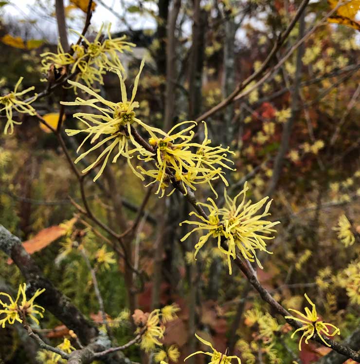 Witch Hazel