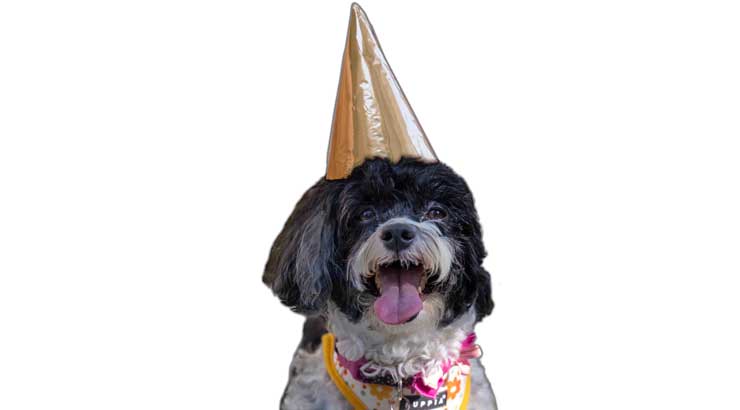 Wynnie - President Hawkinson's dog, in a birthday hat.