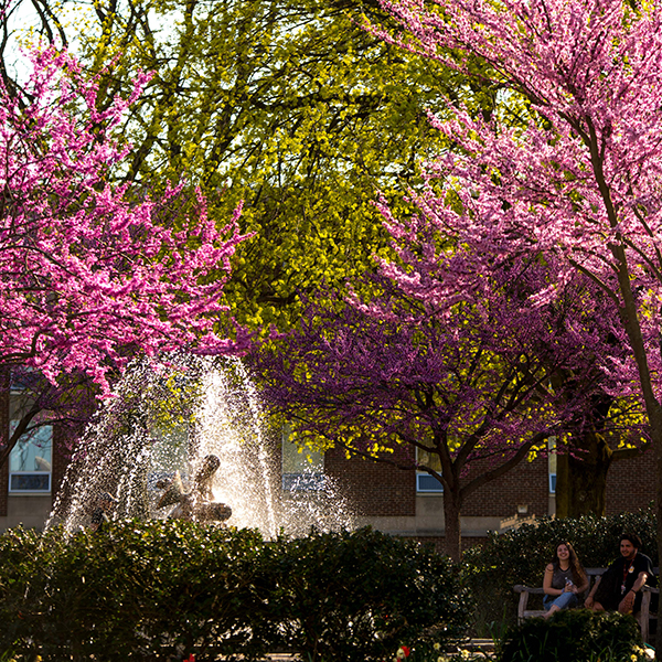 students sitting by fountain with spring trees blooming
