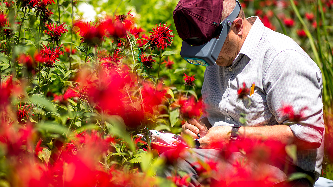 Dr. Chris Sacchi in a field of brilliant red flowers making field notes wearing a KU ball cap and special microscope eyepiece