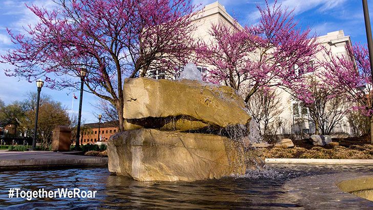 Bubbling rocks fountain pool on the alumni plaza surrounded by trees blooming pink blossoms in the spring