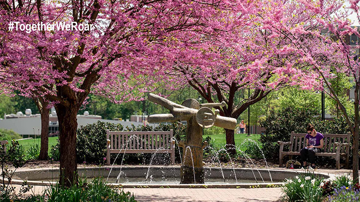 A water fountain on the DMZ surrounded by pink flowering spring trees while a female student sits on a bench reading a book