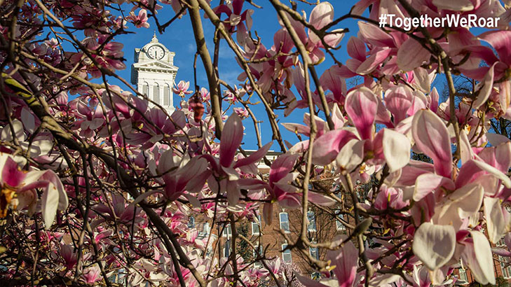 Old Main's clock tower surrounded by branches of pink magnolia flower blooms